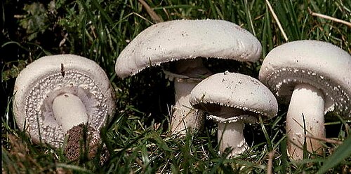 Schaf-Champignon (Agaricus arvensis)
