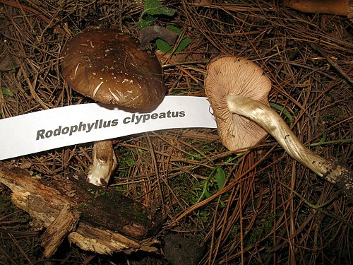 Schlehenrötling (Entoloma clypeatum)