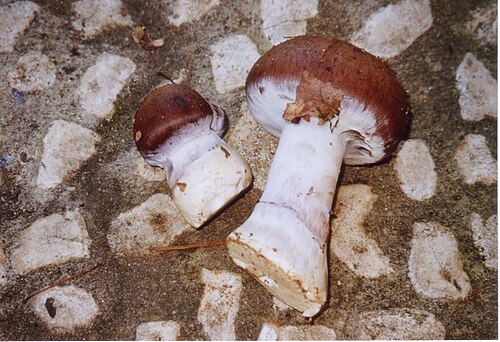 Schleiereule (Cortinarius praestans)