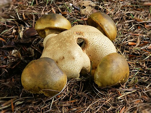 Schmarotzerröhrling (Pseudoboletus parasiticus)