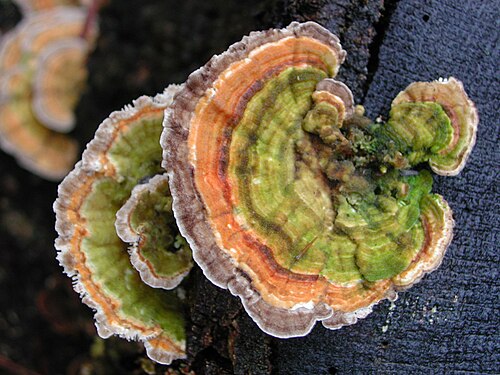 Schmetterlingstramete (Trametes versicolor)