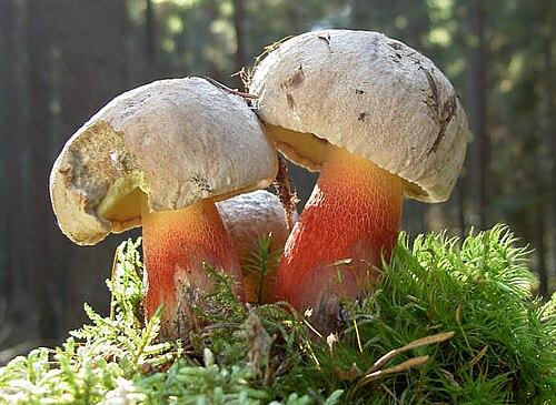 Schönfußröhrling (Caloboletus calopus)