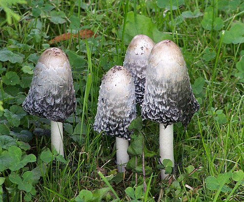 Schopftintling (Coprinus comatus)