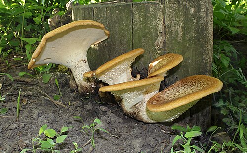 Schuppiger Porling (Polyporus squamosus)