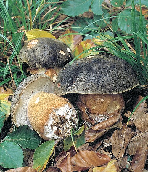 Schwarzhütiger Steinpilz (Boletus aereus)