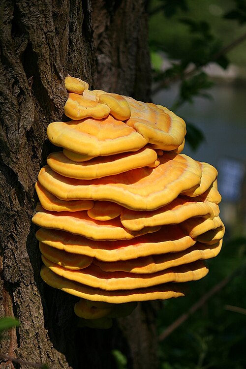 Schwefelporling (Laetiporus sulphureus)