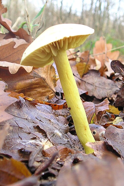 Schwefelritterling (Tricholoma sulphureum)