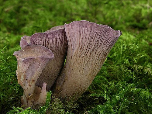 Schweinsohr (Gomphus clavatus)