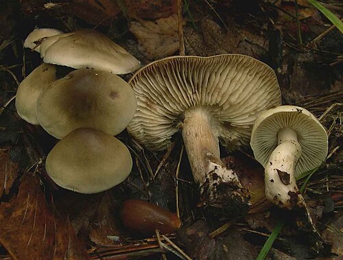 Seifenritterling (Tricholoma saponaceum)