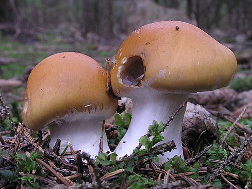 Semmelgelber Schleimkopf (Cortinarius varius)