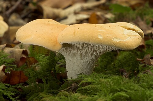 Semmelstoppelpilz (Hydnum repandum)