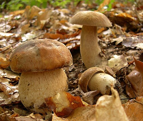 Sommer-Steinpilz (Boletus reticulatus)