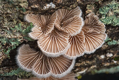 Spaltblättling (Schizophyllum commune)