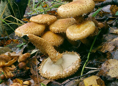 Sparriger Schüppling (Pholiota squarrosa)