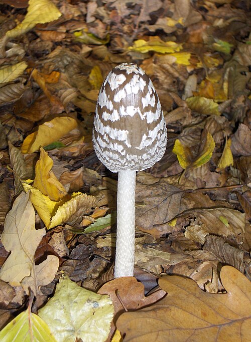Spechttintling (Coprinopsis picacea)