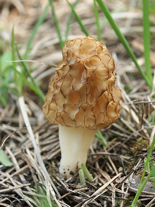 Speisemorchel (Morchella esculenta)