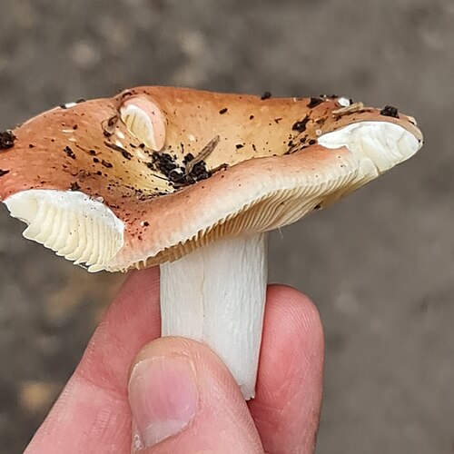 Speisetäubling (Russula vesca)