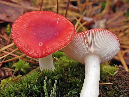Speitäubling (Russula emetica)