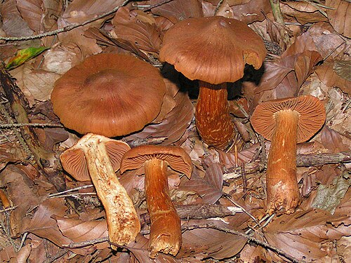 Spitzgebuckelter Raukopf (Cortinarius rubellus)