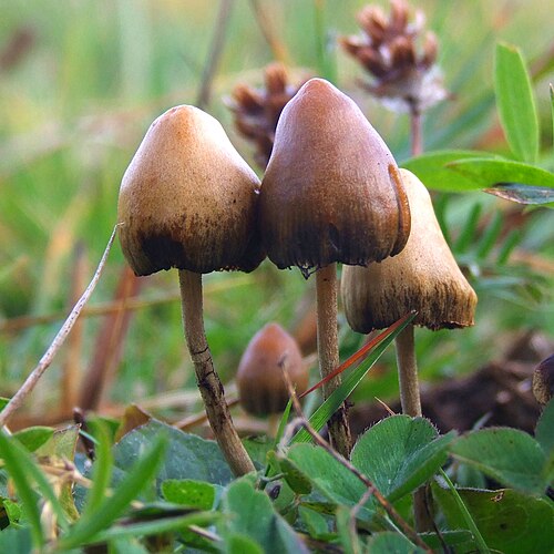 Spitzkegeliger Kahlkopf (Psilocybe semilanceata)