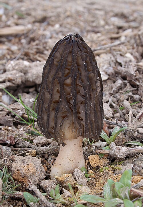 Spitzmorchel (Morchella elata)