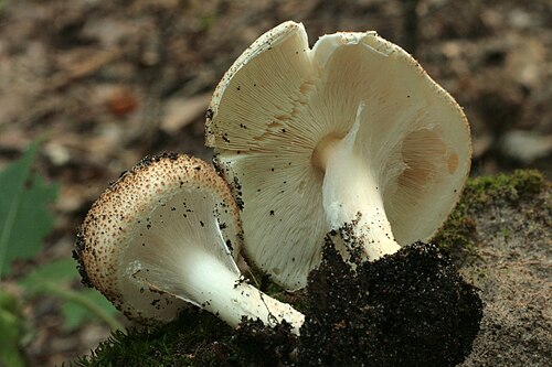 Spitzschuppiger Schirmling (Echinoderma asperum)