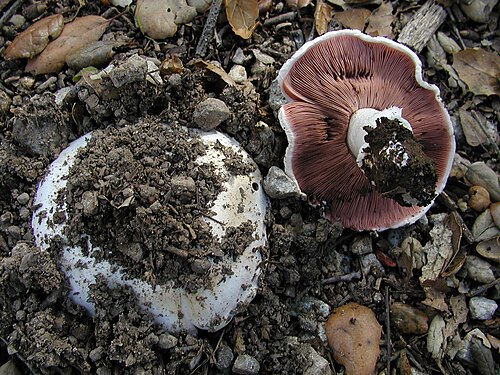 Stadt-Champignon (Agaricus bitorquis)