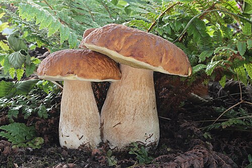 Steinpilz (Boletus edulis)