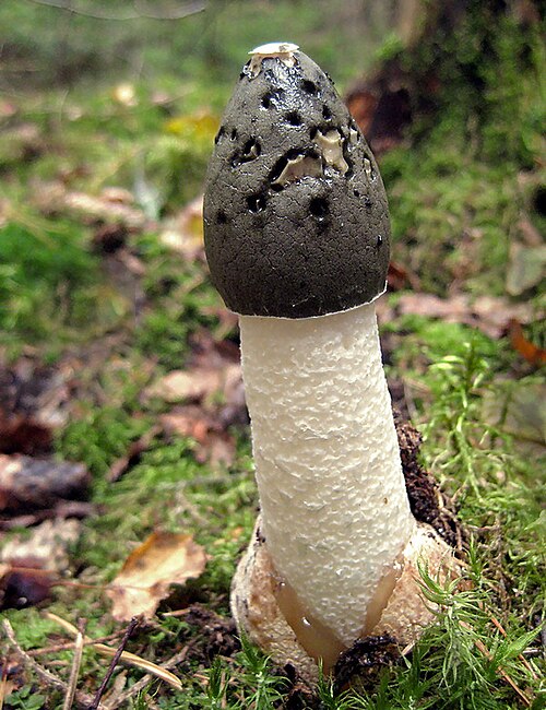 Stinkmorchel (Phallus impudicus)