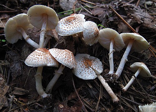 Stinkschirmling (Lepiota cristata)