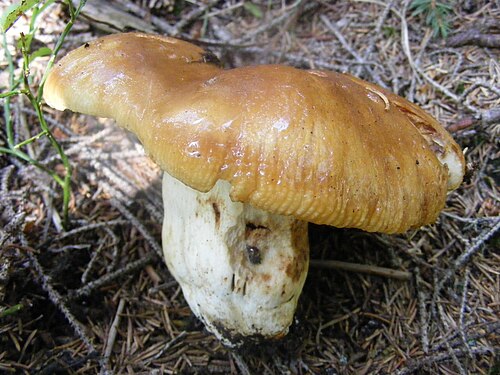 Stinktäubling (Russula foetens)