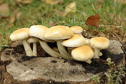 Südlicher Ackerling (Cyclocybe cylindracea)