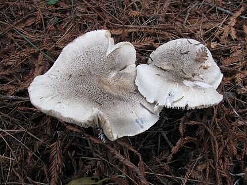 Tigerritterling (Tricholoma pardinum)