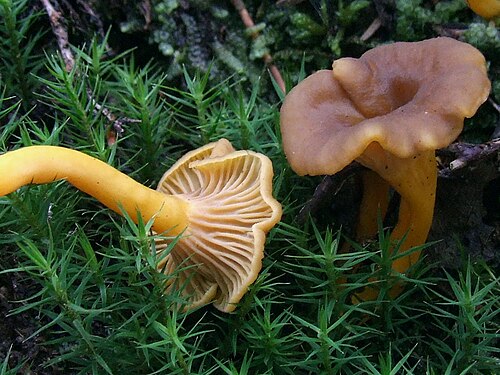 Trompetenpfifferling (Craterellus tubaeformis)