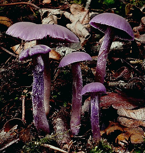 Violetter Lacktrichterling (Laccaria amethystina)