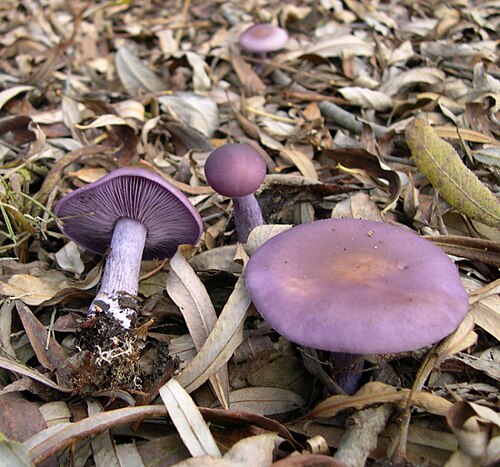 Violetter Rötelritterling (Lepista nuda)
