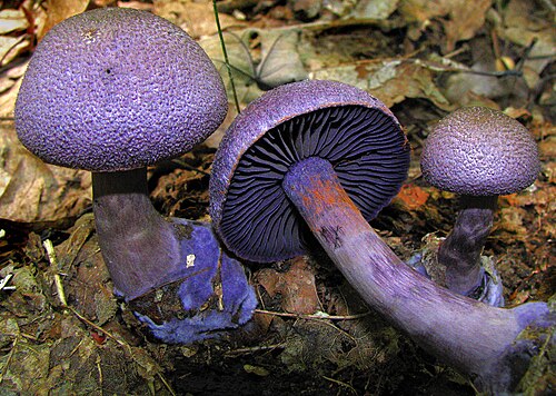 Violetter Schleierling (Cortinarius violaceus)