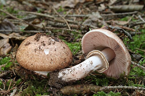 Waldchampignon (Agaricus sylvaticus)