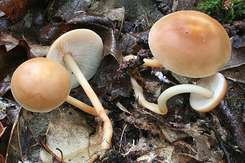 Waldfreund-Rübling (Gymnopus dryophilus)