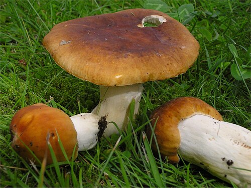 Wieseltäubling (Russula mustelina)