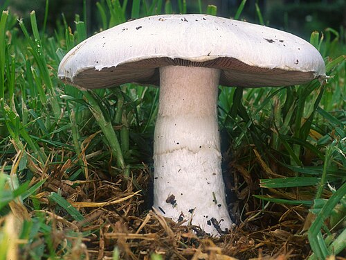 Wiesen-Champignon (Agaricus campestris)