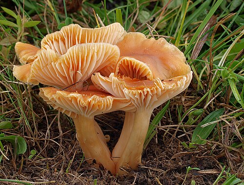 Wiesen-Ellerling (Cuphophyllus pratensis)
