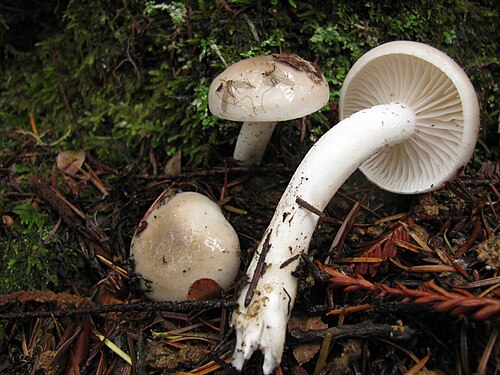 Wohlriechender Schneckling (Hygrophorus agathosmus)