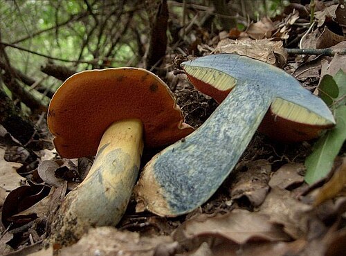 Wolfsröhrling (Rubroboletus lupinus)