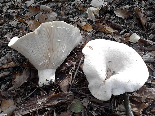 Wolliger Milchling (Lactifluus vellereus)