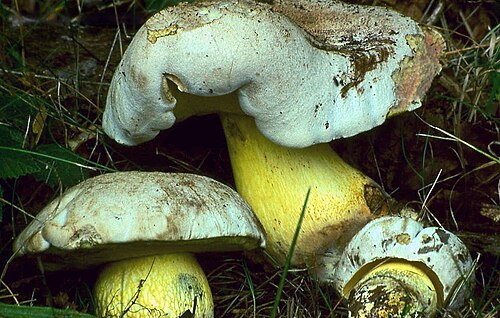 Wurzelnder Bitterröhrling (Caloboletus radicans)