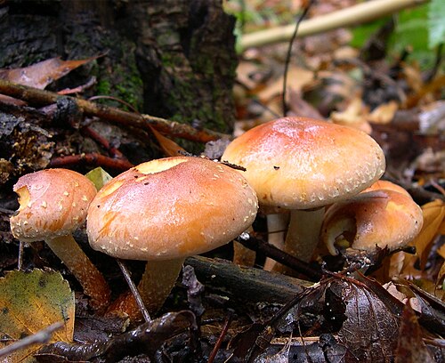 Ziegelroter Schwefelkopf (Hypholoma lateritium)