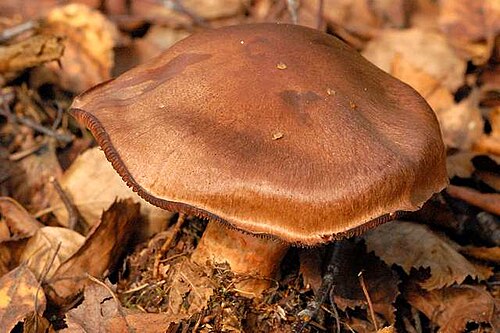 Zimtbrauner Hautkopf (Cortinarius cinnamomeus)