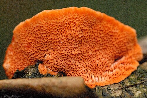 Zinnoberrote Tramete (Pycnoporus cinnabarinus)