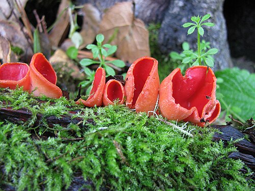 Zinnoberroter Kelchbecherling (Sarcoscypha coccinea)